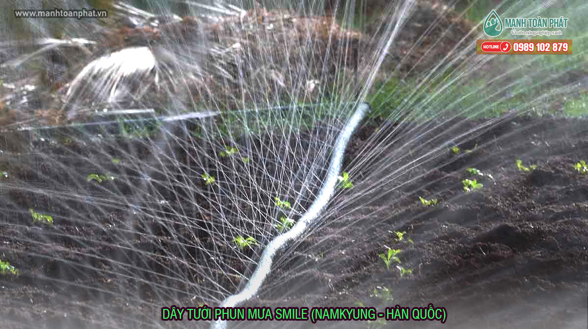 Tưới phun mưa bằng ống dẹp đục lỗ sẵn